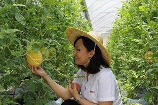 青州吃瓜合集,一场别开生面的吃瓜盛宴