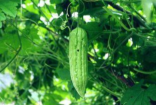 天天吃瓜大全,揭秘娱乐圈幕后真相，带你领略明星生活百态