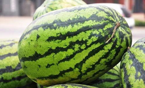 江西高中吃瓜,揭秘校园里的“瓜田”风云