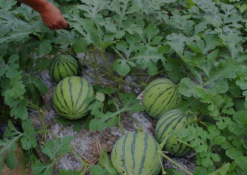 山西介休吃瓜51,51美食节探寻山西特色小吃之旅