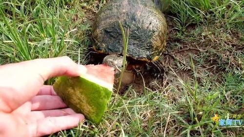 恶龟可以吃瓜