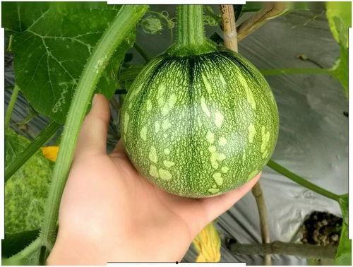 江苏话吃瓜,江苏话版“吃瓜群众”的趣味解读