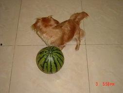 小狗吃贝贝瓜,小狗的贝贝瓜美食之旅