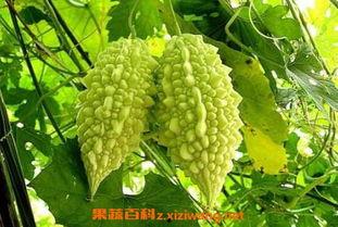 什么瓜苦了是吃瓜,揭秘“吃瓜苦了”背后的真相与启示