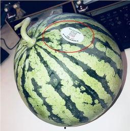 甘南网红吃瓜,揭秘当地美食背后的故事