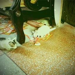 吃瓜的小白,揭秘网络热议背后的真相