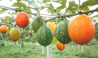 孕妇吃吊瓜,营养与健康的完美结合