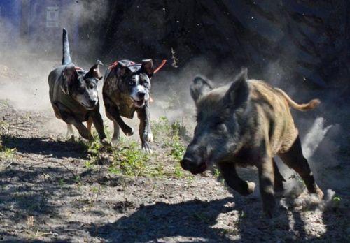 野猪吃瓜搞笑段子,笑料横生，欢乐无限