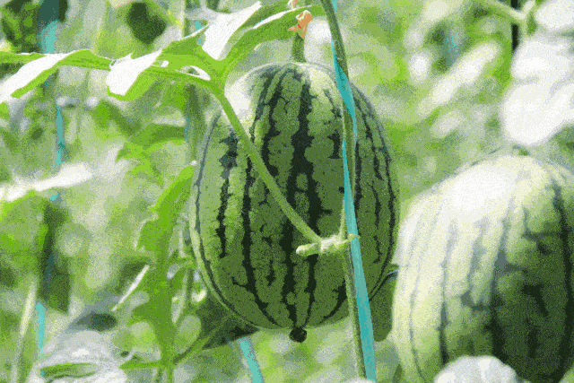 2020吃瓜快乐,吃瓜群众快乐指南