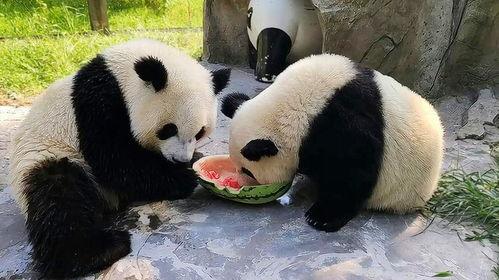 幼崽吃瓜记,一场欢乐的夏日食瓜盛宴