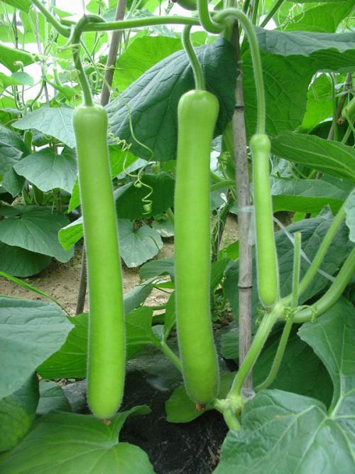 鹅抢吃瓜,一场欢乐的田园盛宴