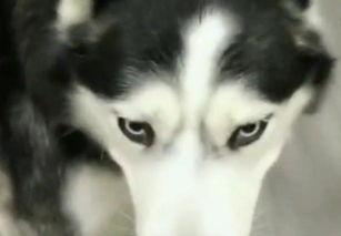 哈士奇坐等吃瓜,诠释宠物界的“懒人哲学”