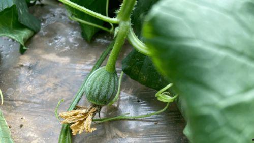 瓜有味儿怎么吃,多样食法尽享夏日清新