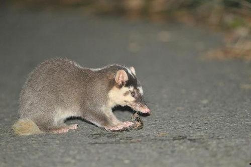 吃瓜猹bgm,跟随吃瓜猹bgm探寻神秘故事