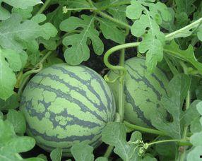 孕妇可以吃松瓜