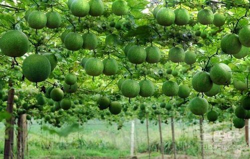 成熟新鲜瓜篓怎么吃,探索成熟新鲜瓜篓的多样美味