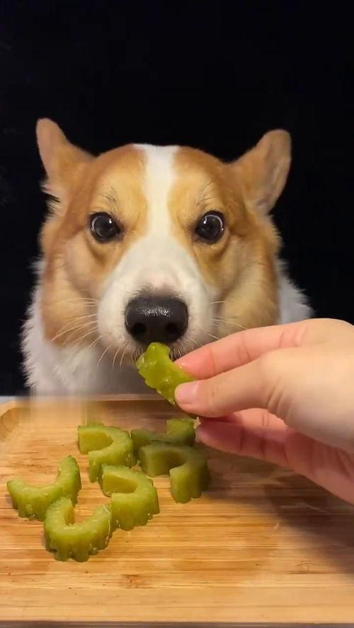 狗狗吃瓜视频声控,萌宠吃瓜视频引网友热议