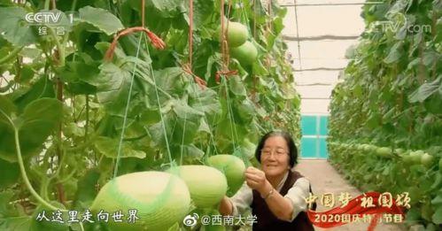 51吃瓜打不开,揭秘网络热议背后的真相与谜团