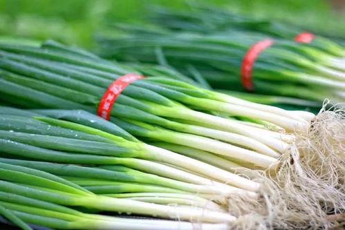 大柳河吃瓜,一场别开生面的“吃瓜”盛宴