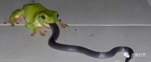 梦见吃瓜遇见蛇