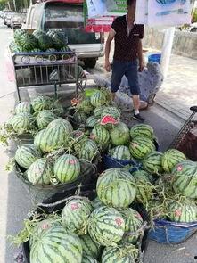 济宁嘉祥吃瓜事件,一场网络热议背后的真相揭秘