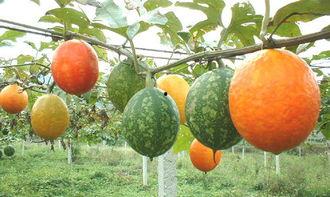 怀孕吃的吊瓜,营养丰富的吊瓜美食之旅