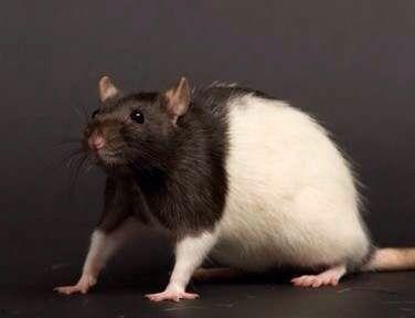 花枝鼠可以吃瓜嘛,瓜果的适宜性分析