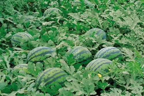 地梢瓜的茎叶可以吃吗视频,揭秘家常美味新选择