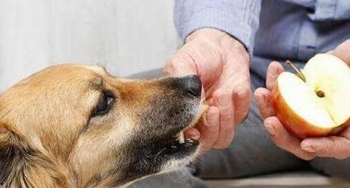 小瓜能给狗狗吃吗视频教程,狗狗饮食揭秘，这些食物能喂吗？