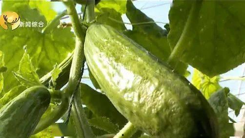 白冰吃温室蜜瓜视频