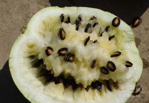 外省人吃兰州籽瓜视频,籽瓜美食之旅，感受丝路风情