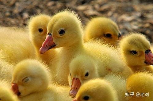 吃瓜乱跳小鹅视频大全集,欢乐视频大盘点