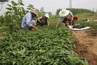 汉中勉县吃瓜事件真相视频,真相与反思