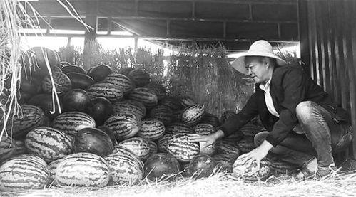 泗水吃瓜群众事件视频最新,一场网络舆论的风暴与反思