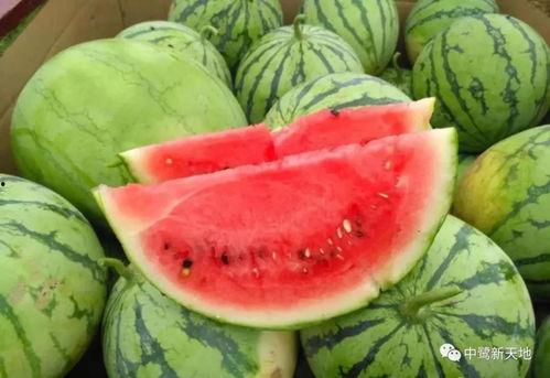 快速吃瓜的视频,揭秘热门视频背后的故事